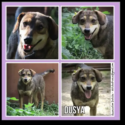 Dusya