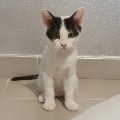 Bonie