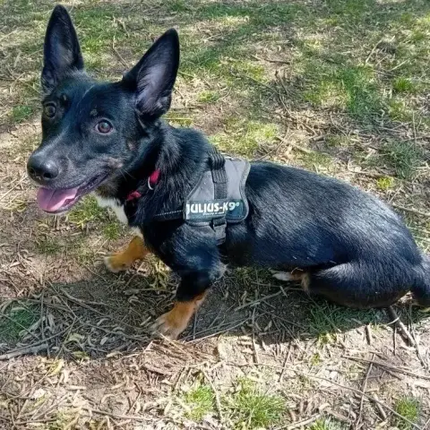Bruno