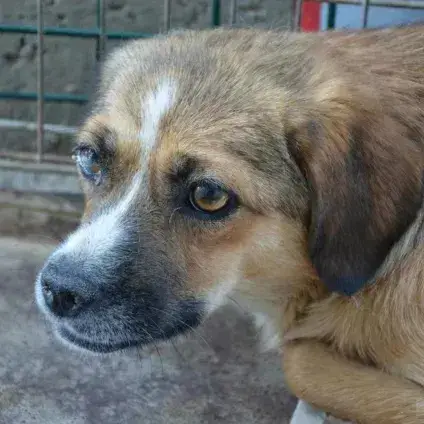 Kora