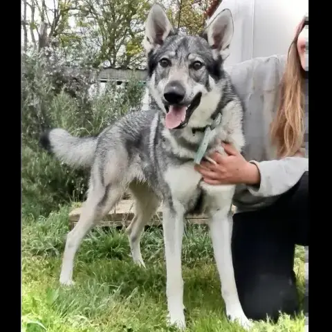 Vaya