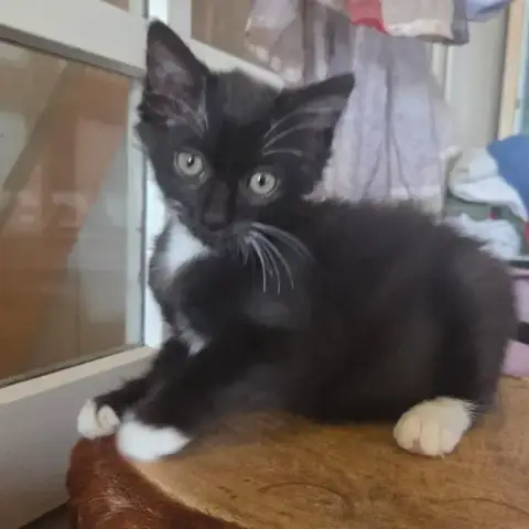 Nico