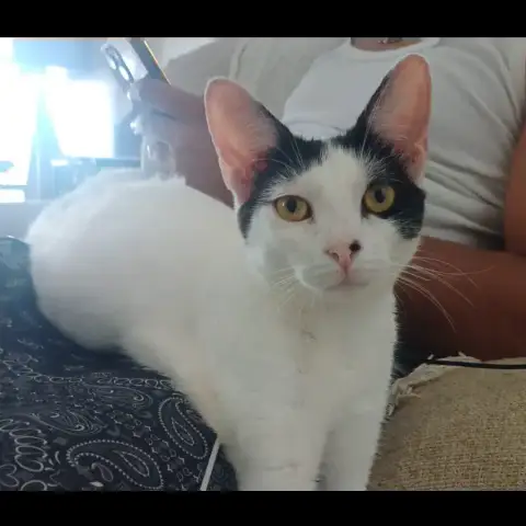 Kalicy