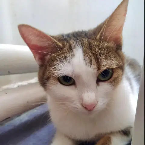 Anita