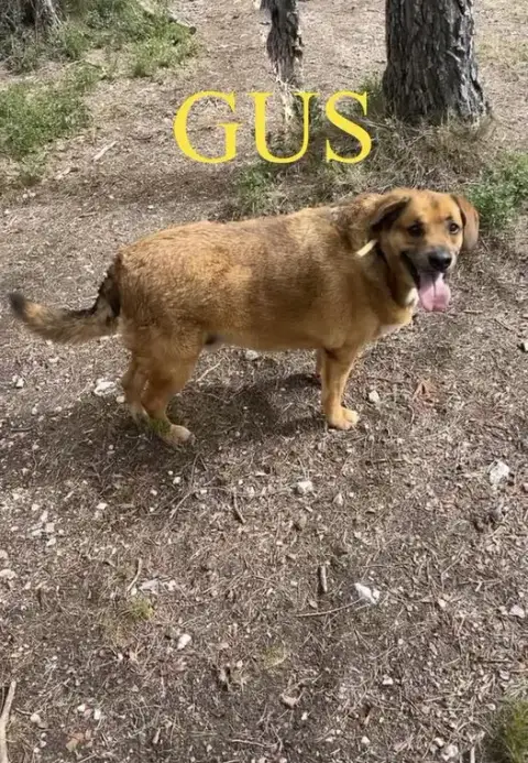 Gus