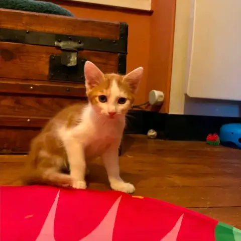 Barnabé