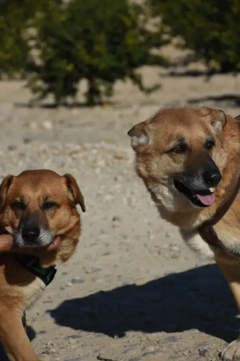 Chico & Tina