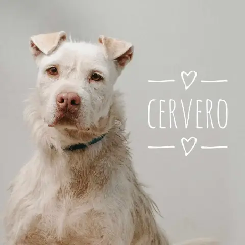 Cervero