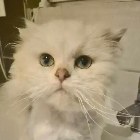 Olaf photo 3