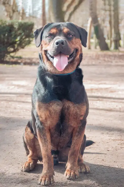 Roxy