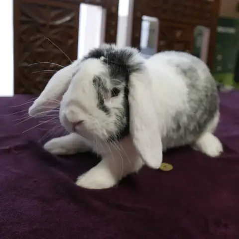 Sullivan photo 2