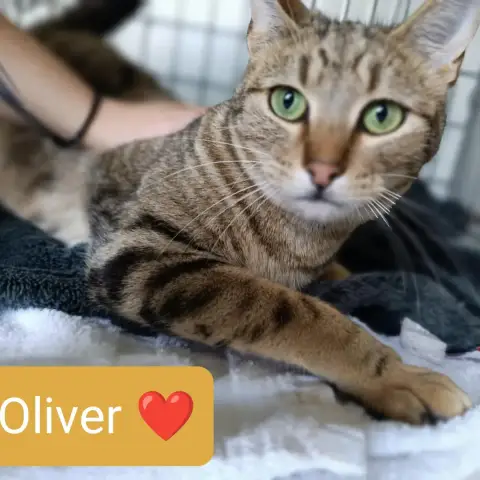 Oliver