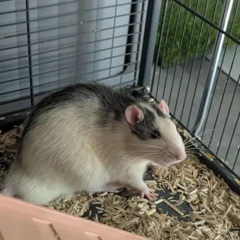 2 Adorables Rats Mâles De photo 2