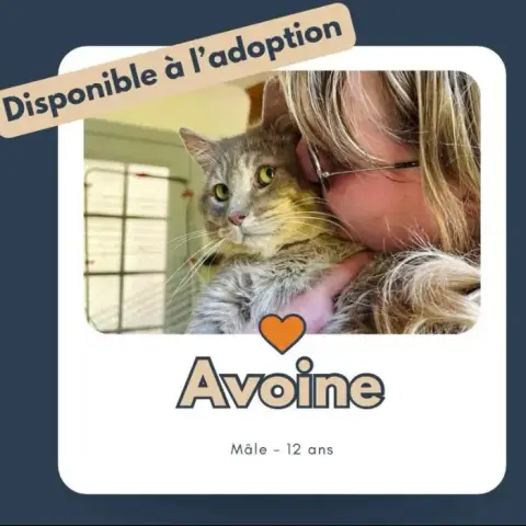 Avoine