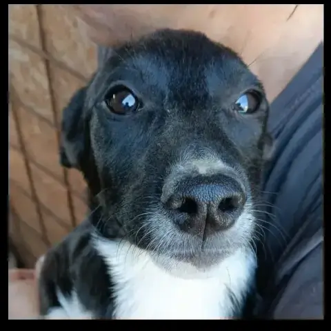 Dolie