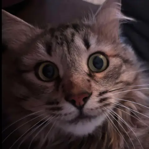 Loki photo 2