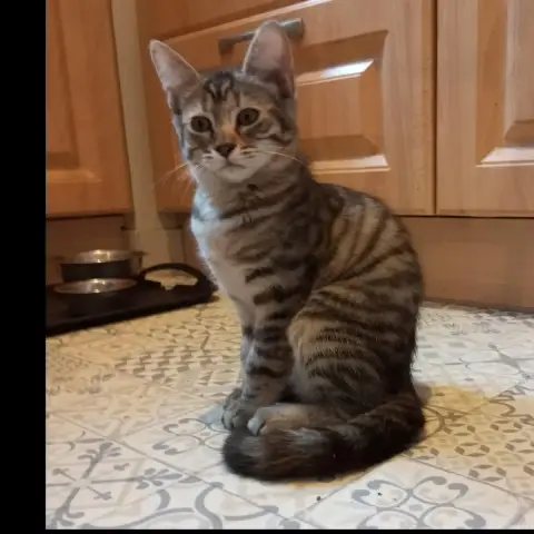 Bella