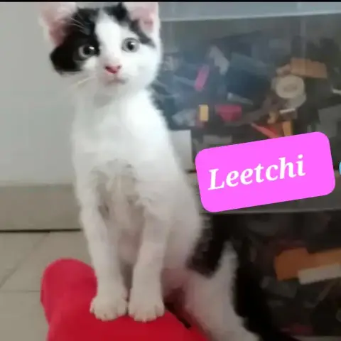 Leetchi