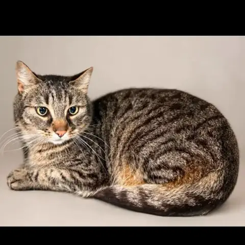 Tabby Et Shiva