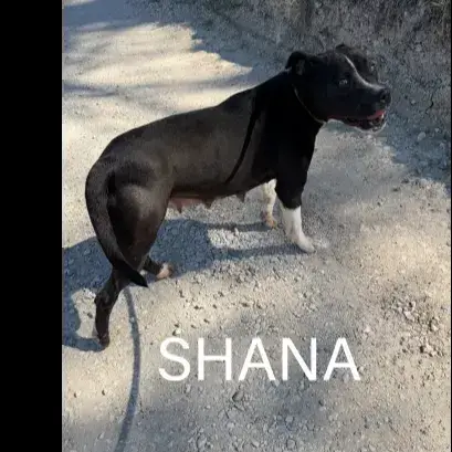 Shana