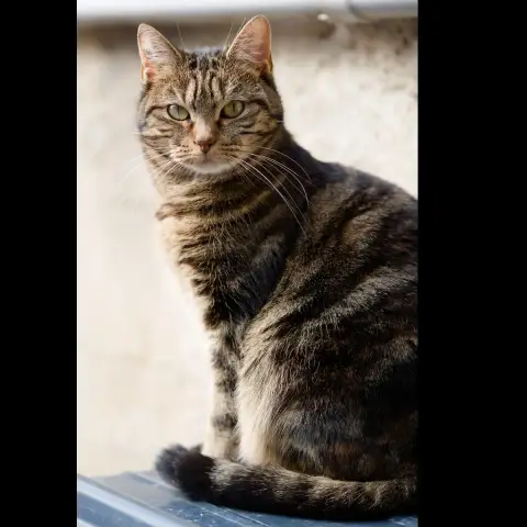 Arya