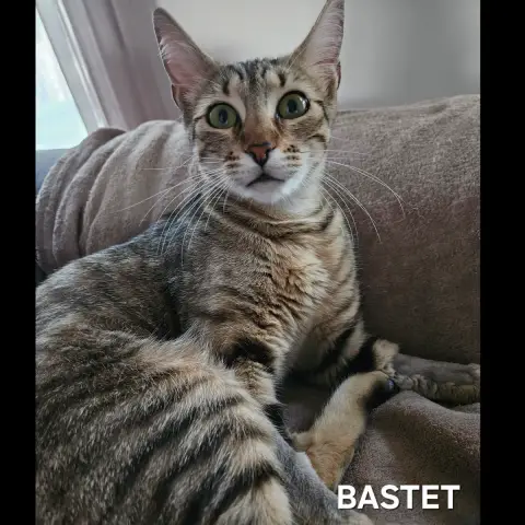 Bastet
