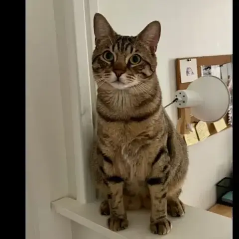 Simba photo 3