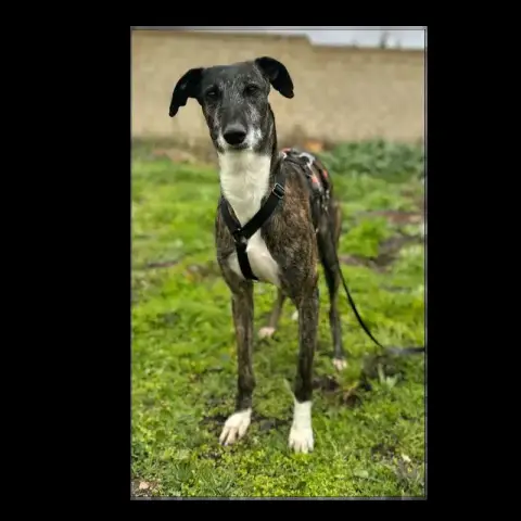 Romeo photo 3