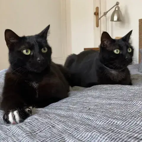 Tchou Et Polo A Adopter Ensemble photo 2