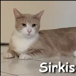 Sirkis