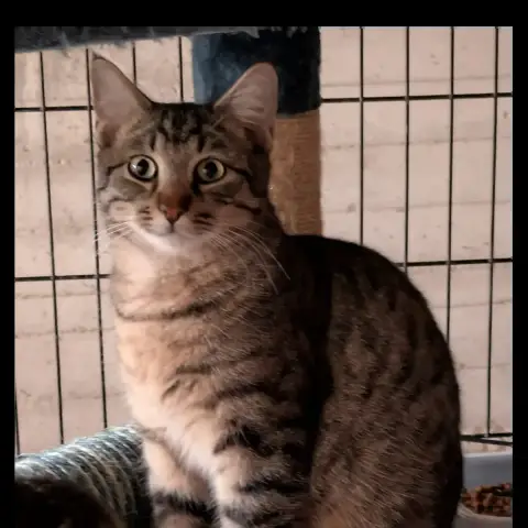 Nouba