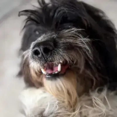 Teddi photo 2
