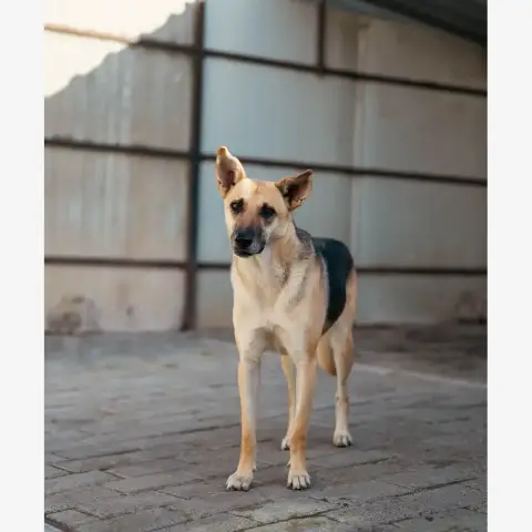 Vendie photo 2