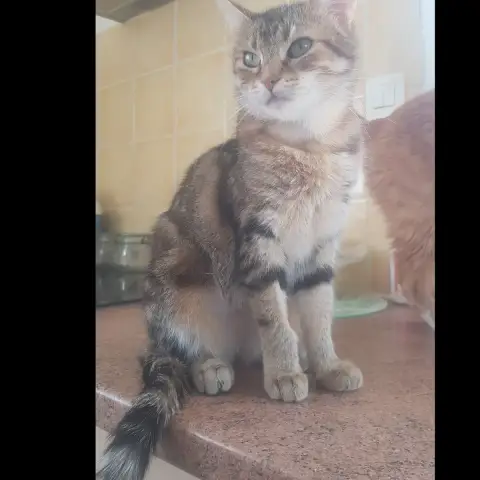 Mokki