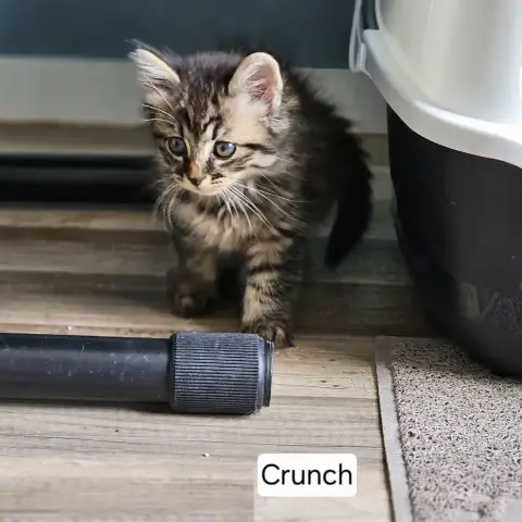 Crunch photo 3