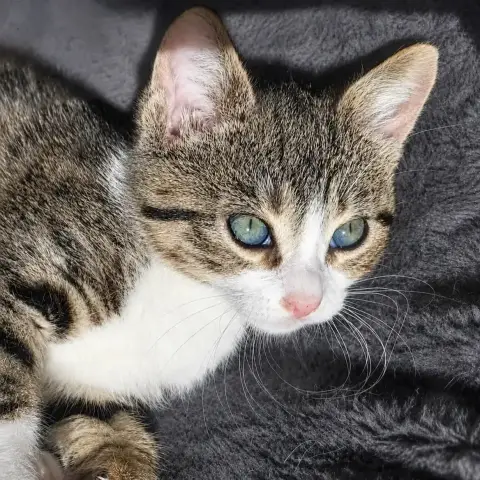 Baïa