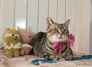 Maya
