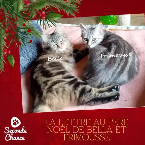 La Lettre Au Père Noël De Bella Et Frimousse