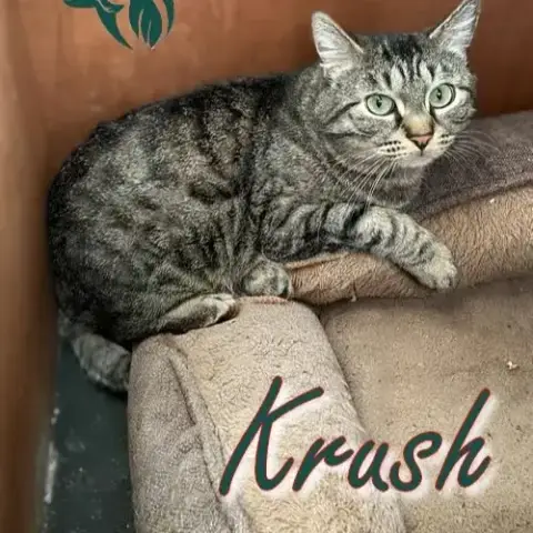 Krush