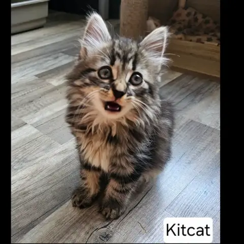 Kitcat