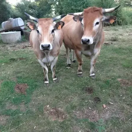 Macarena