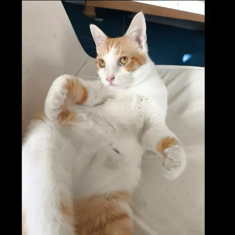 Gaston