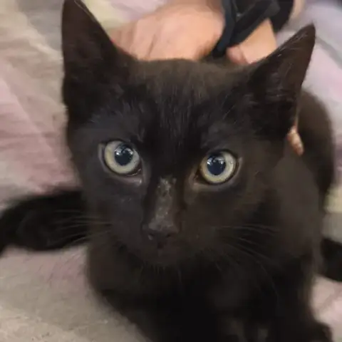 Dubh