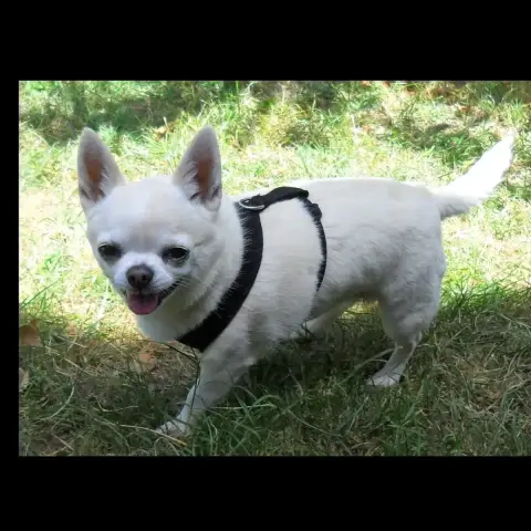 Lila