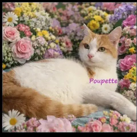 Poupette