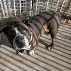 Pepito