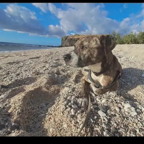 Samson
