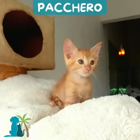 Pacchero