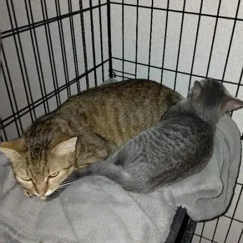 Aya Jeune Chatte photo 2