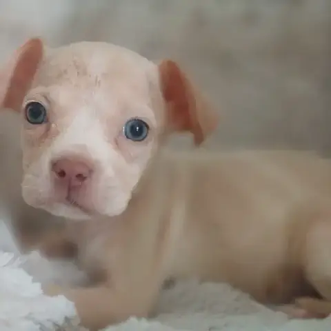 Camelya photo 2